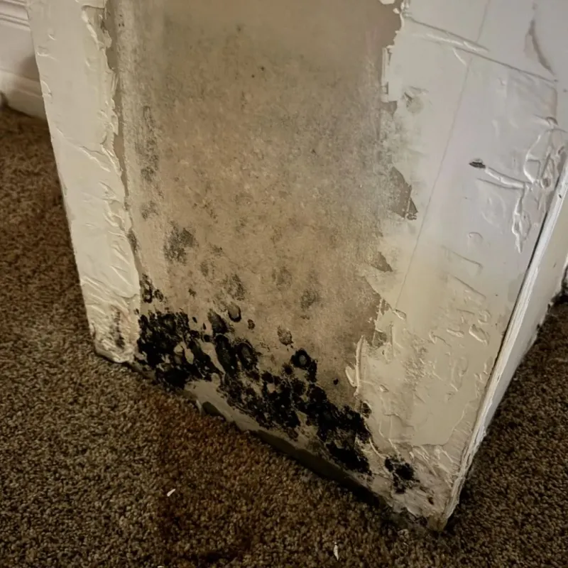 Professional Mold Removal in Benton County, OR